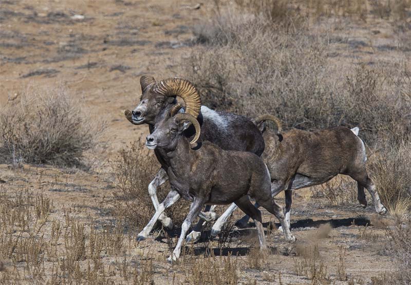 b670160b 30e1 4131 b072 2764c190f80d b argali_sheep